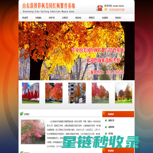 美国红枫,美国红枫扦插苗,美国红枫小苗 - 山东淄博市彩枫美国红枫基地